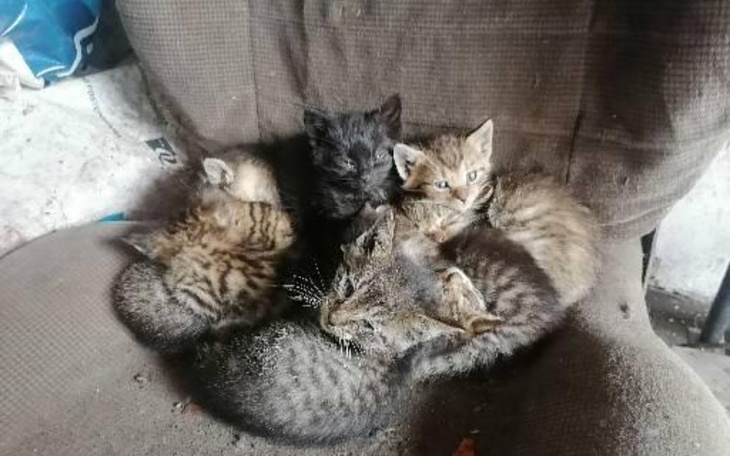 Zbiórka Jedzenie dla krzywdzonych kotków - zdjęcie główne