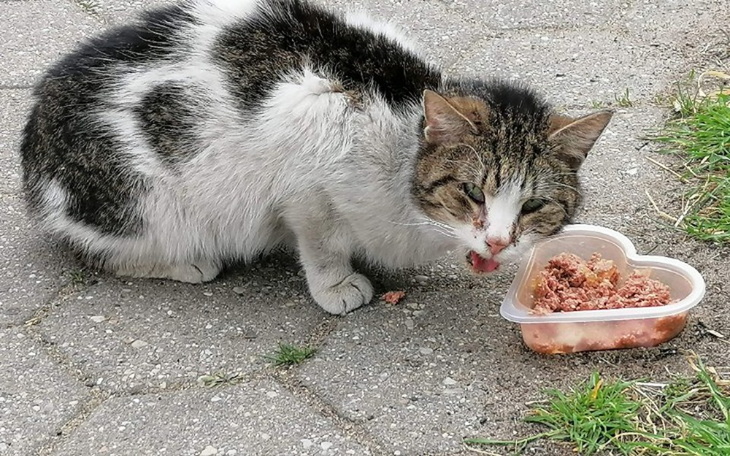 Zbiórka Na leczenie piekarskich TYGRYSÓW - zdjęcie główne