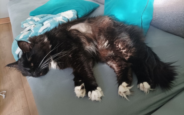 Zbiórka Ciastek prosi o pomoc - zdjęcie główne