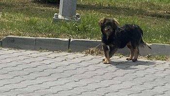 Zbiórka Dla bezdomniaka ze stacji paliw - miniaturka zdjęcia