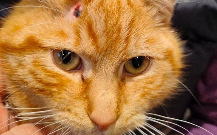 Zbiórka Rudy - zdjęcie główne