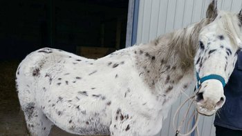 Zbiórka Pomoc dla Zity i Gwiazdki - miniaturka zdjęcia