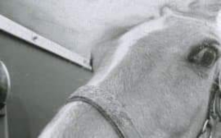 Zbiórka Bijące serce na rzeź - zdjęcie główne