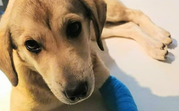 Zbiórka Tedi- Przepraszam, że żyję... - zdjęcie główne