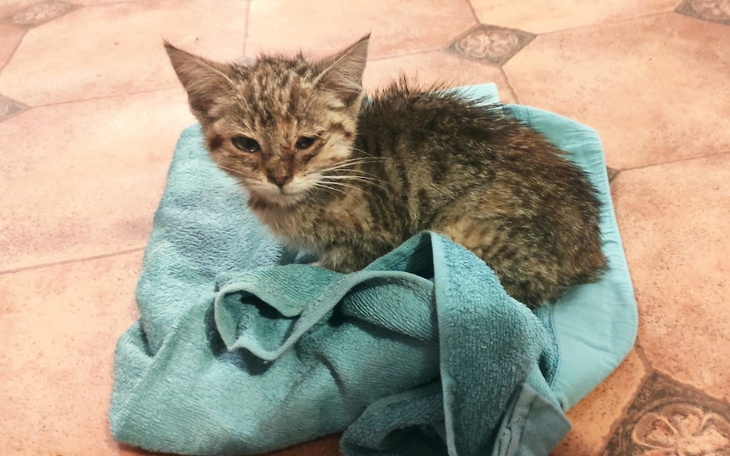 Zbiórka Na leczenie Manii. - zdjęcie główne