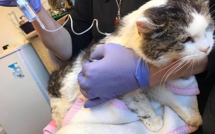 Zbiórka Spełniamy kocie marzenia - zdjęcie główne