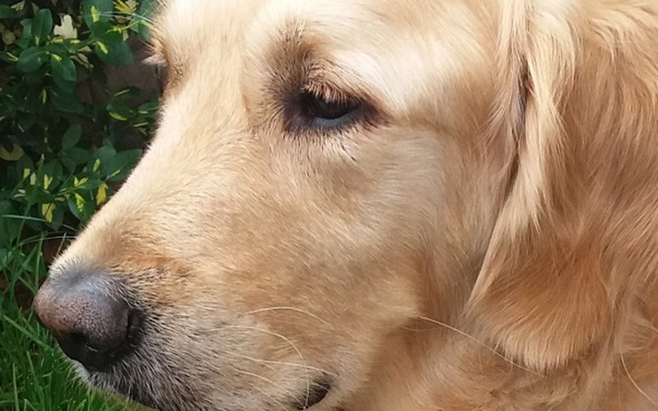 Zbiórka Badania po chemioterapii Dakara - zdjęcie główne