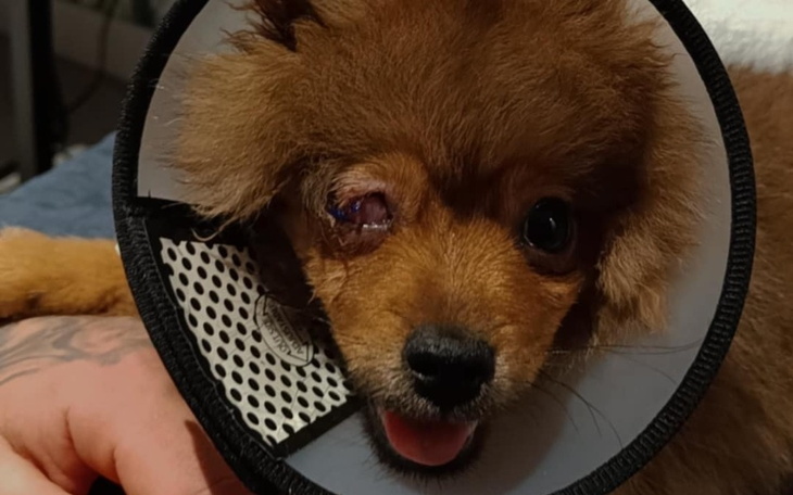 Zbiórka Leczenie oczka Karmelka - zdjęcie główne