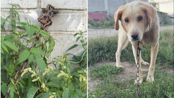 Zbiórka 8 lat ciemności, głodu i... krowiego łańcucha - miniaturka zdjęcia