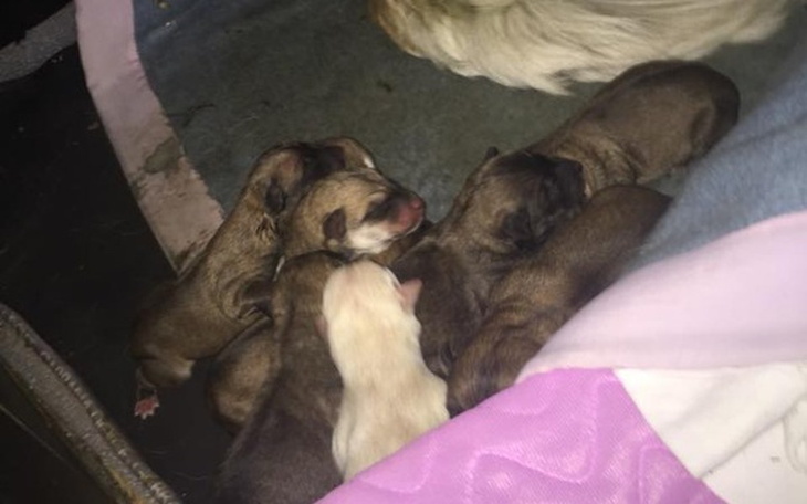 Zbiórka Transport dla psiej rodzinki - zdjęcie główne