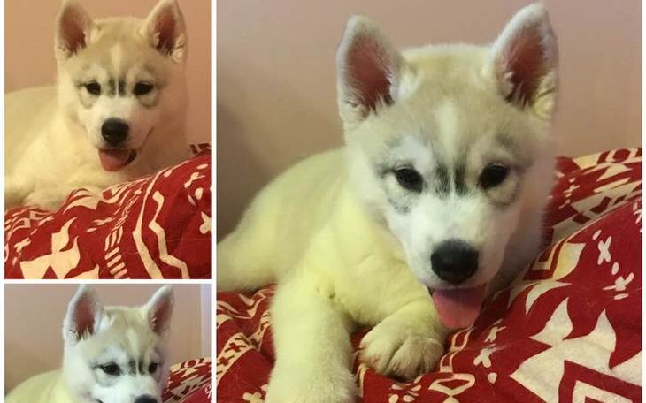 Zbiórka Haszczaki w potrzebie - zdjęcie główne