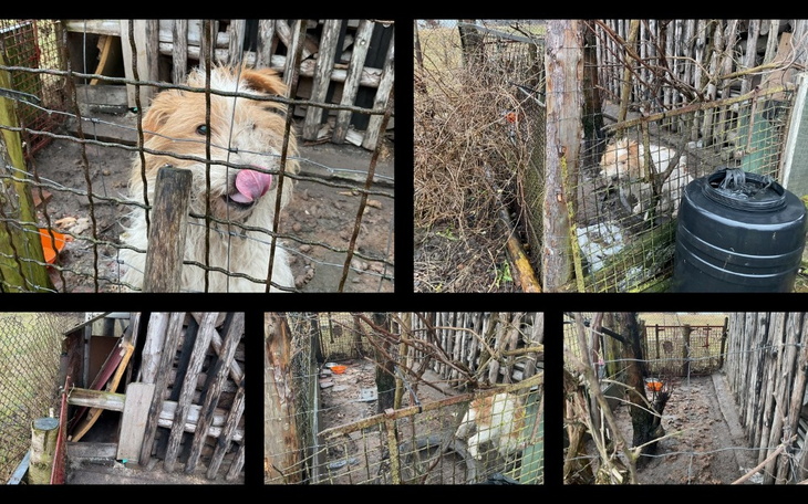 Klatka dla psów, z widokiem na kilka zwierząt.