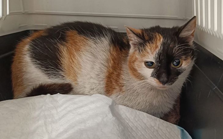 Kot w schronisku, czeka na nowy dom.