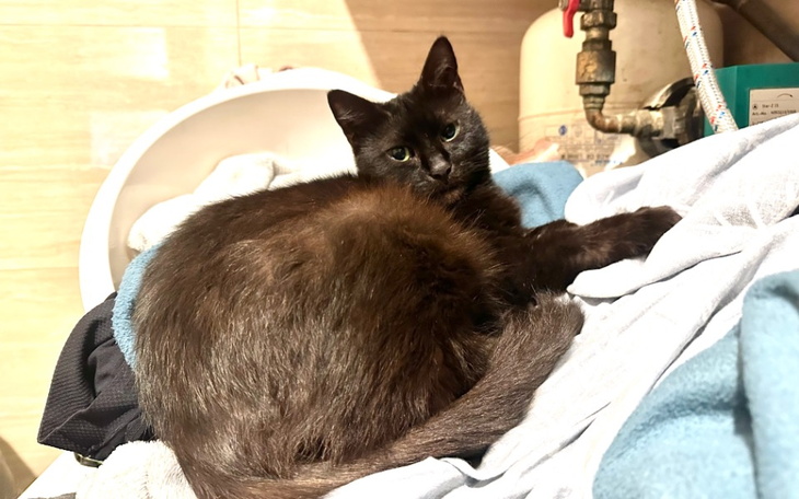 Zbiórka Kotka Figa zbiera na suszarnię - zdjęcie główne