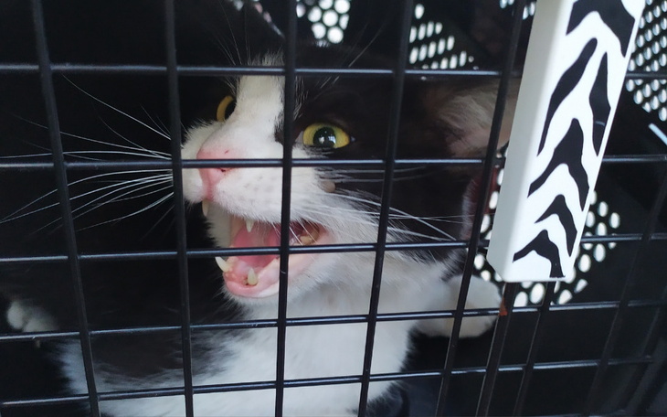 Zbiórka Bezdomna kotka z działek - zdjęcie główne