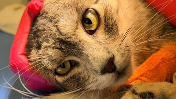 Zbiórka Pomoc Yoongiemu - miniaturka zdjęcia