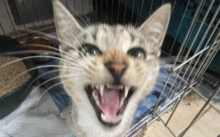 Zbliżenie na kota z otwartą paszczą, wygląda na zdenerwowanego.