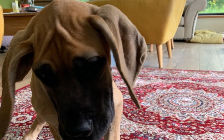 Zbiórka leczenie kręgosłupa szczeniaka - zdjęcie główne