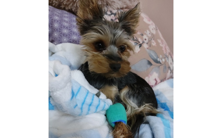 Zbiórka Leczenie Tosi. - zdjęcie główne