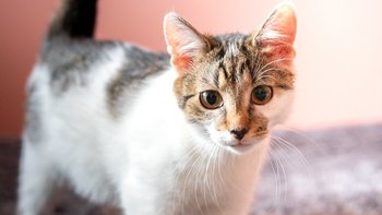 Zbiórka Bella - sama z całego miotu... - miniaturka zdjęcia