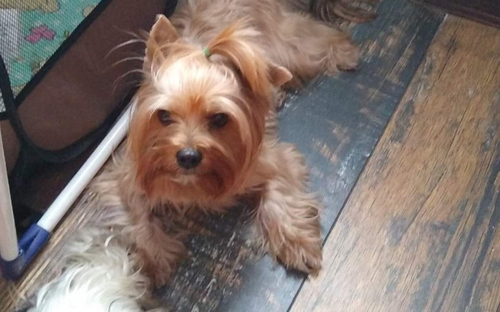 Mały piesek leżący na podłodze, z uroczym wyglądem.