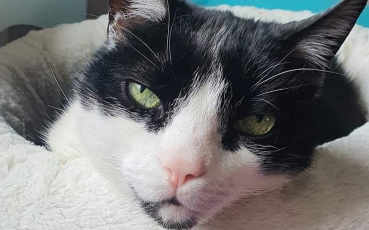 Zbiórka Ratujemy kota Bogdana - zdjęcie główne