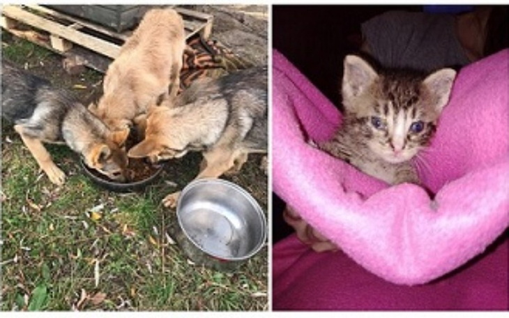 Zbiórka Potrzeba karmy dla zwierząt - zdjęcie główne