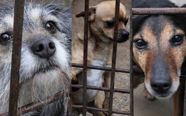 Zbiórka Na Psy i koty - zdjęcie główne