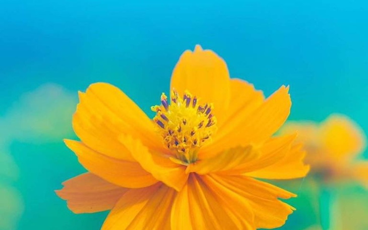 Zbiórka SupportAZOV - zdjęcie główne