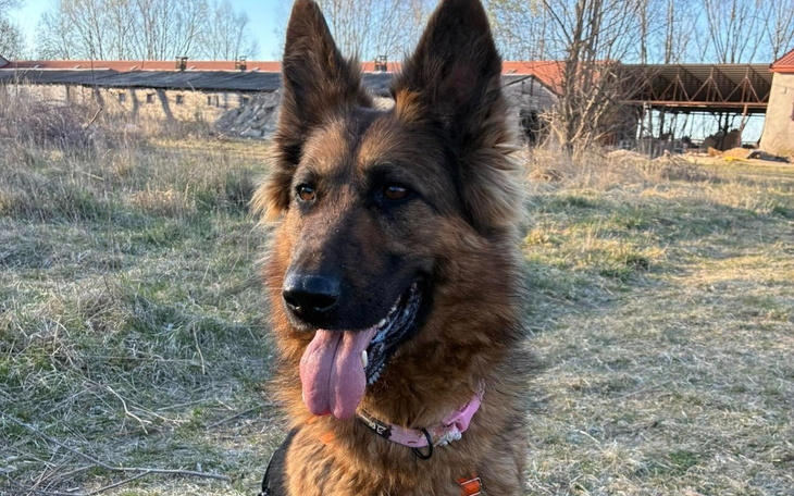 Owczarek niemiecki na tle zielonej trawy.