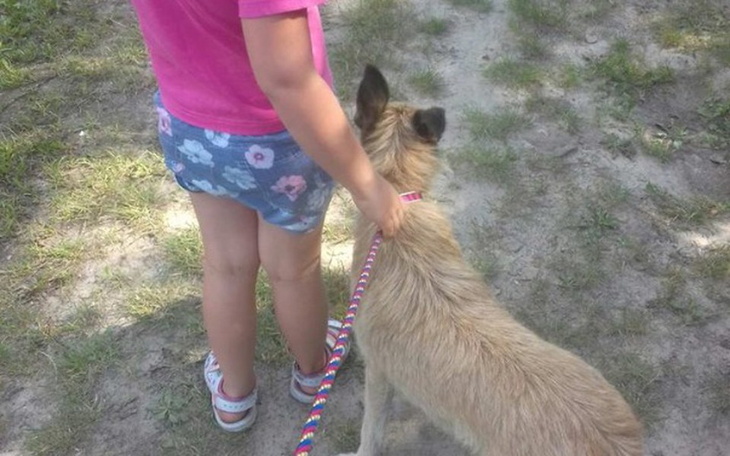 Zbiórka Karma dla psiaków bezdomnych - zdjęcie główne