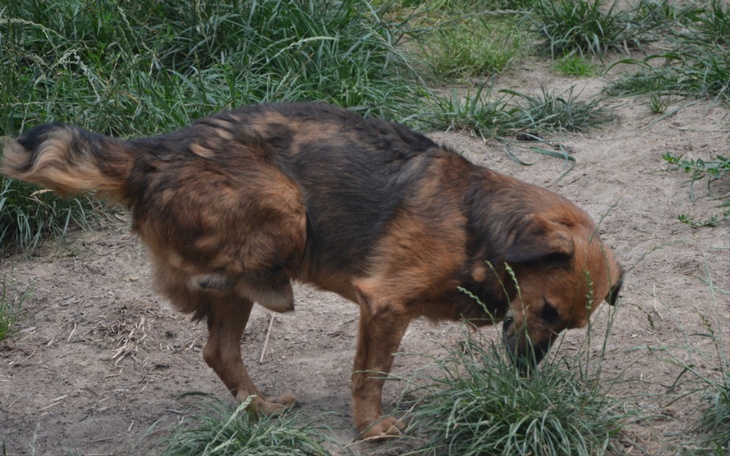 Zbiórka Na psiowóz dla psich staruszków - zdjęcie główne