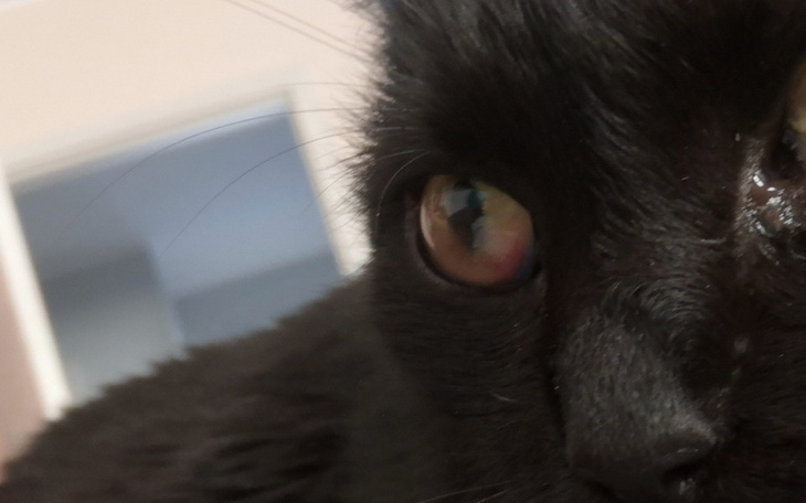 Zbiórka kotka Yami zapalenie otrzewnej - zdjęcie główne