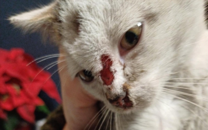 Kot z raną na nosie, trzymany w rękach.