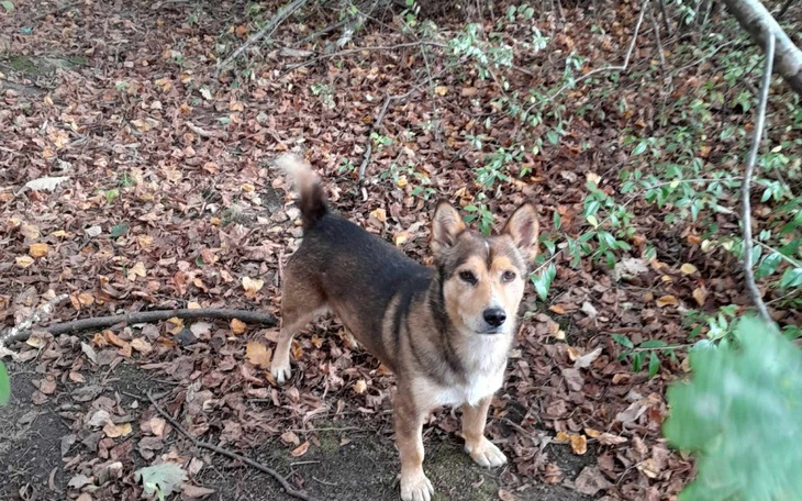 Zbiórka Zakup ocieplonej budy - zdjęcie główne