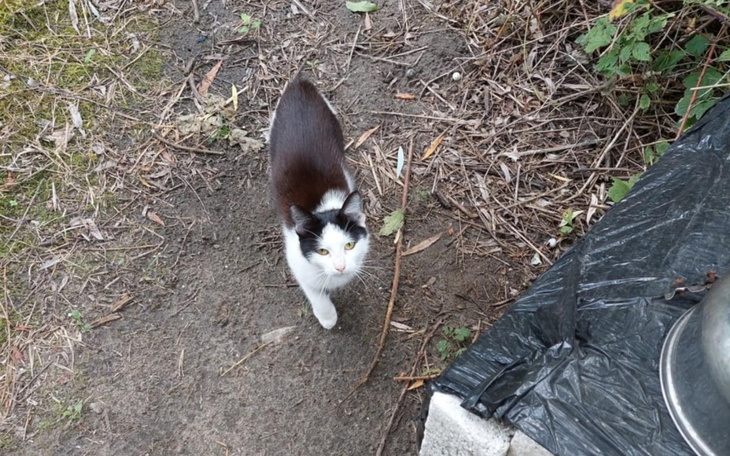Kot w biało-czarnym umaszczeniu, spacerujący po ziemi.