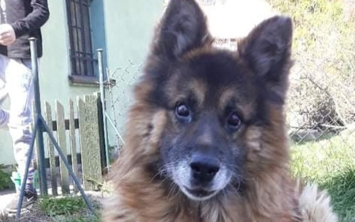 Zbiórka Leczymy Rockiego - zdjęcie główne