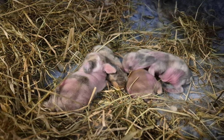 Trzy małe prosięta śpiące w słomie, otoczone naturalnym środowiskiem.