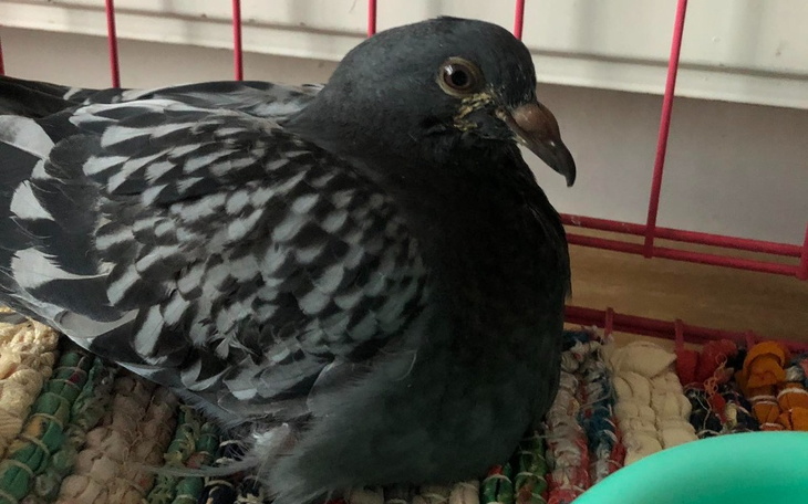 Zbiórka Na operację nóżek gołąbka - zdjęcie główne