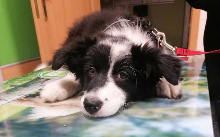 Zbiórka Dysplazja border collie - zdjęcie główne