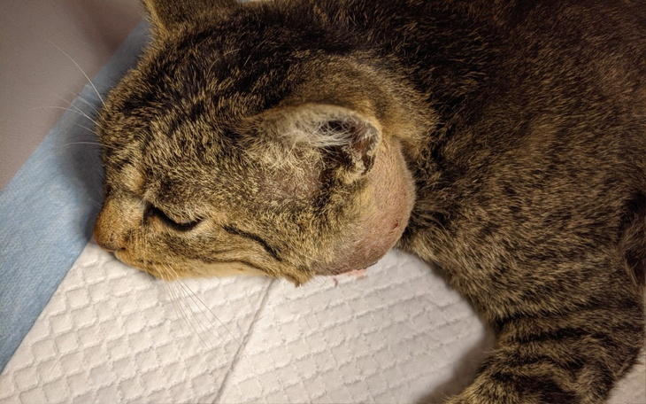 Kot z opuchlizną na szyi, leżący na białym tle.