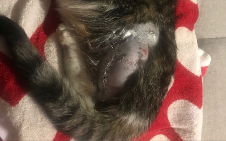 Zbiórka Zbiorka na amputacje łapki - zdjęcie główne