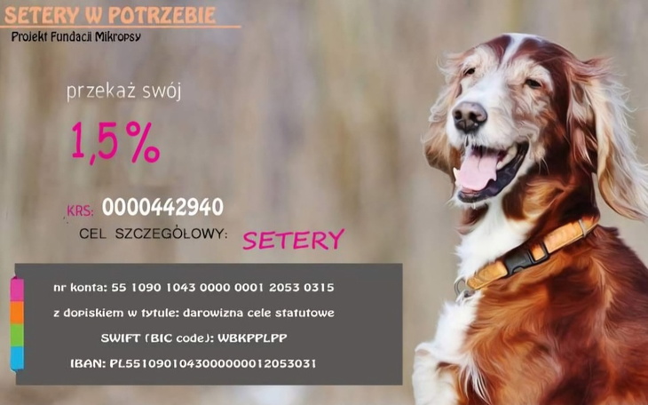 Zbiórka Urodzinowa zbiórka dla Setery W - zdjęcie główne