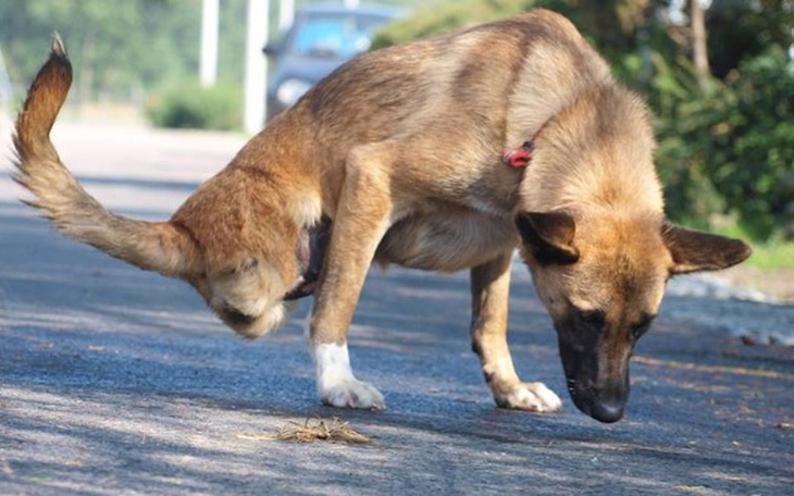 Zbiórka Maszka zbiera na wózek.. - zdjęcie główne