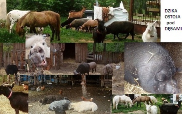 Zbiórka Zwierzęta potrzebują siana - zdjęcie główne