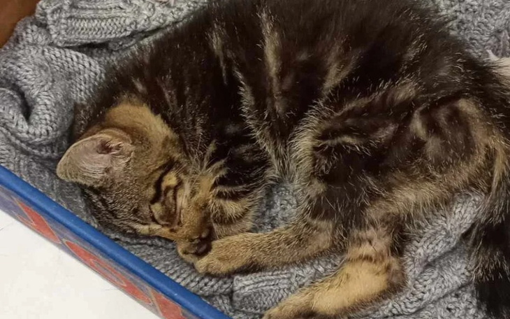 Zbiórka Pomoc dla kociaczka - zdjęcie główne