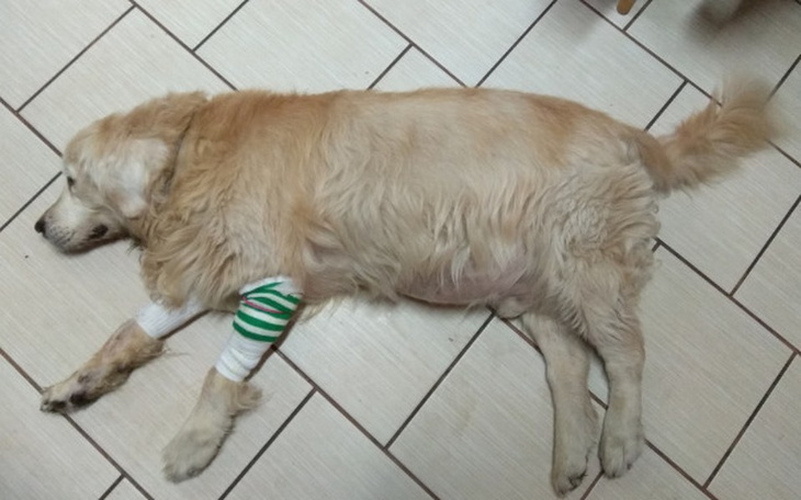 Zbiórka Czy zespół Cushinga to wyrok? - zdjęcie główne