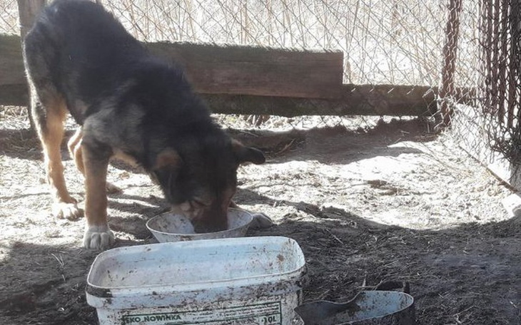 Zbiórka Zorek-zbiera na kastrację - zdjęcie główne