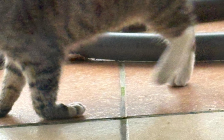 Zbliżenie na łapę kota, widoczna biała łatka.