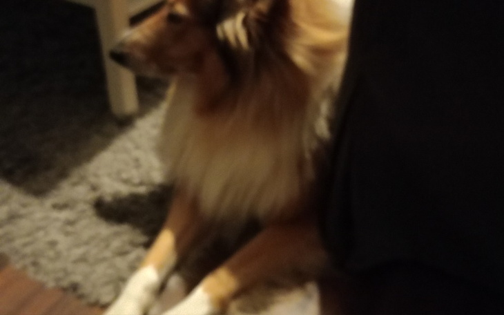 Zbiórka Zbiórka dla pieska Elza - zdjęcie główne